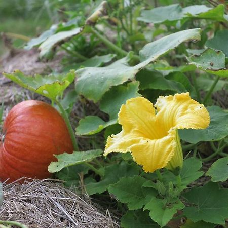 Les Jardins D'Atyoula Losse Kültér fotó